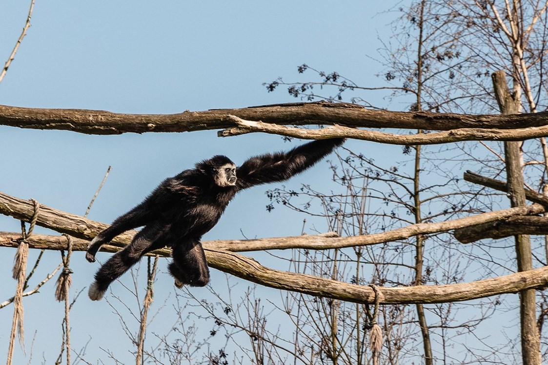 Ausflugsziel: Gibbon  - Der Dinosaurierpark - Ferienpark Germendorf