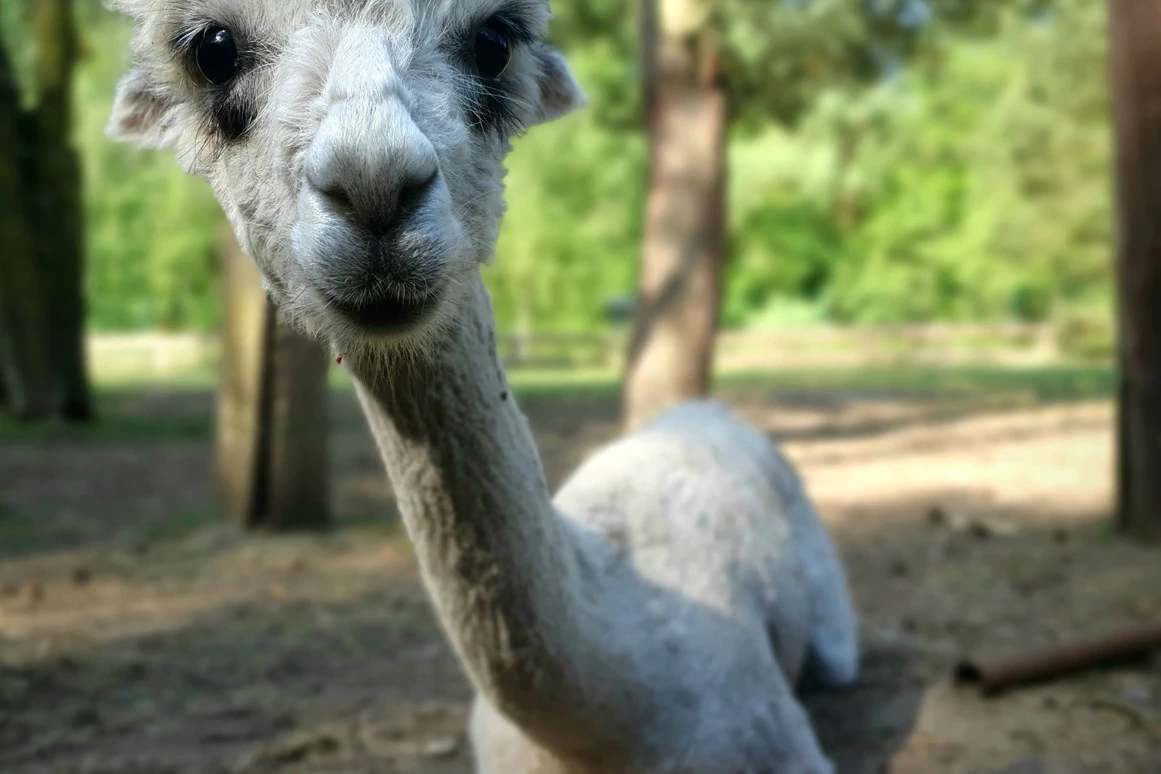 Ausflugsziel: Der Dinosaurierpark - Ferienpark Germendorf