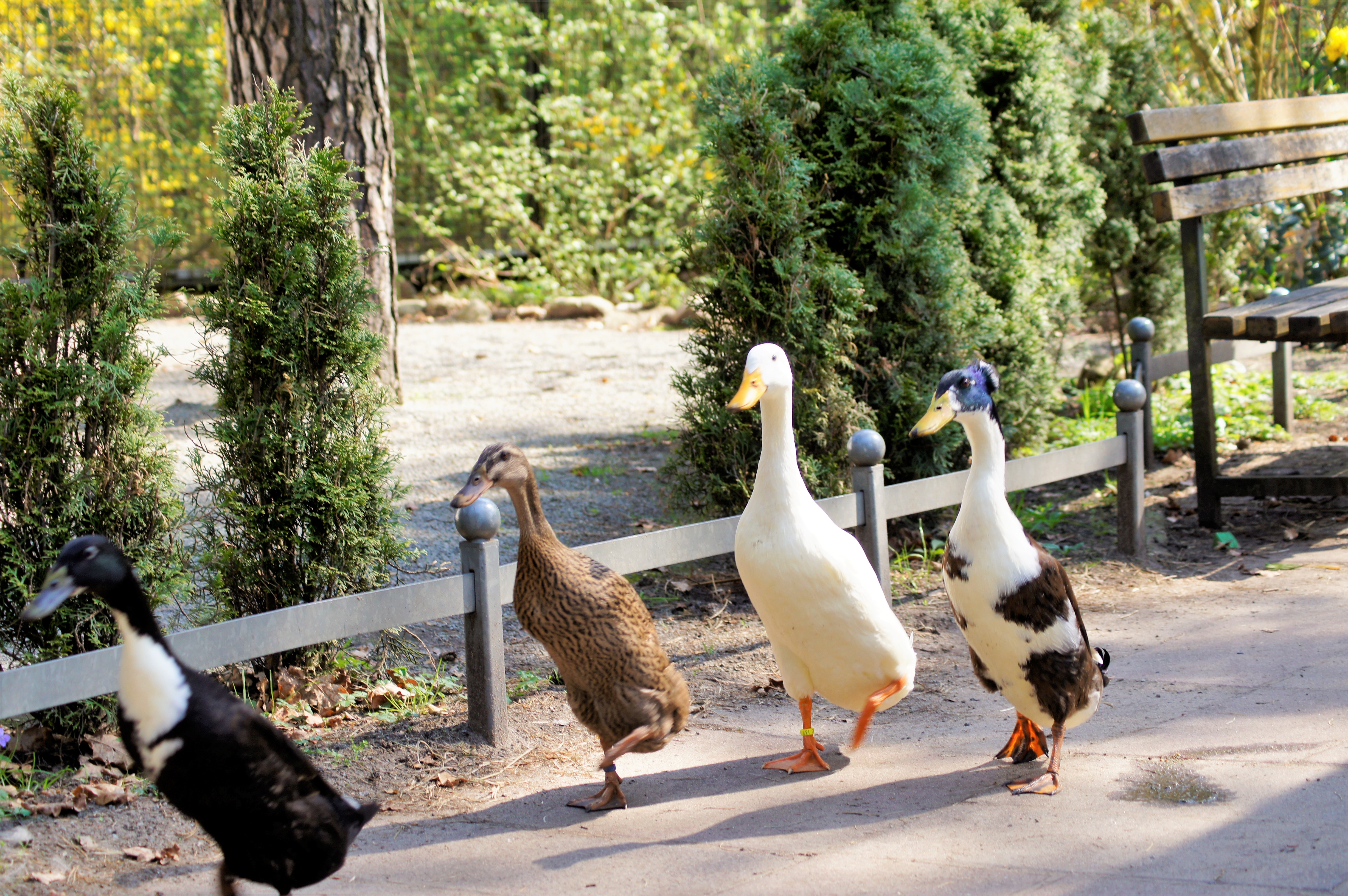 Ausflugsziel: Laufenten - Haus Natur und Umwelt
