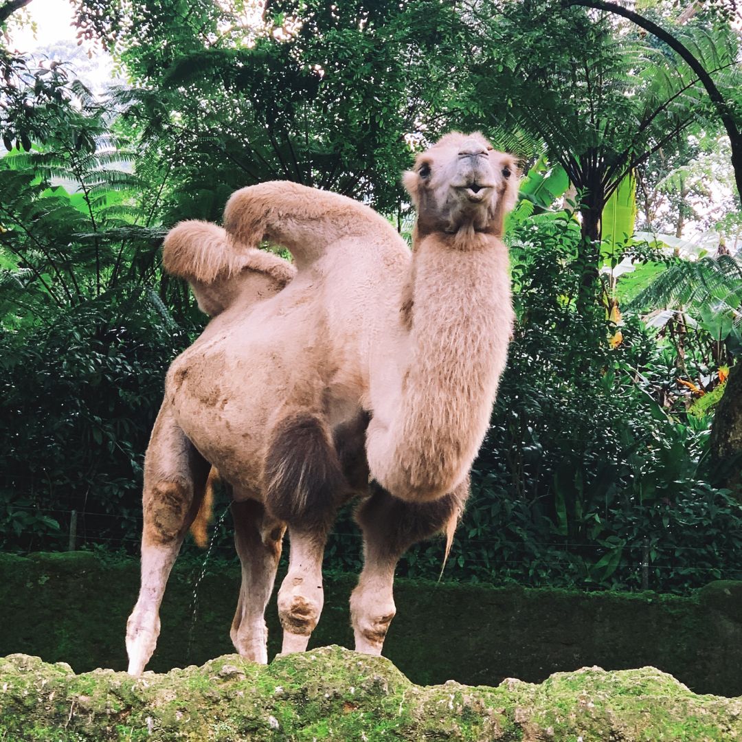 Trip with children - Hirschfelde (Landkreis Barnim) - Kamelhof Nassenheide