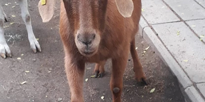 Ausflug mit Kindern - PLZ 14513 (Deutschland) - Kinderbauernhof Knirpsenfarm