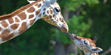 Ausflug mit Kindern - Preisniveau: moderat - Berlin-Stadt - Tierpark Berlin