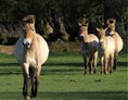 Ausflugsziel: Wildpferdgehege und Haustierpark Liebenthal