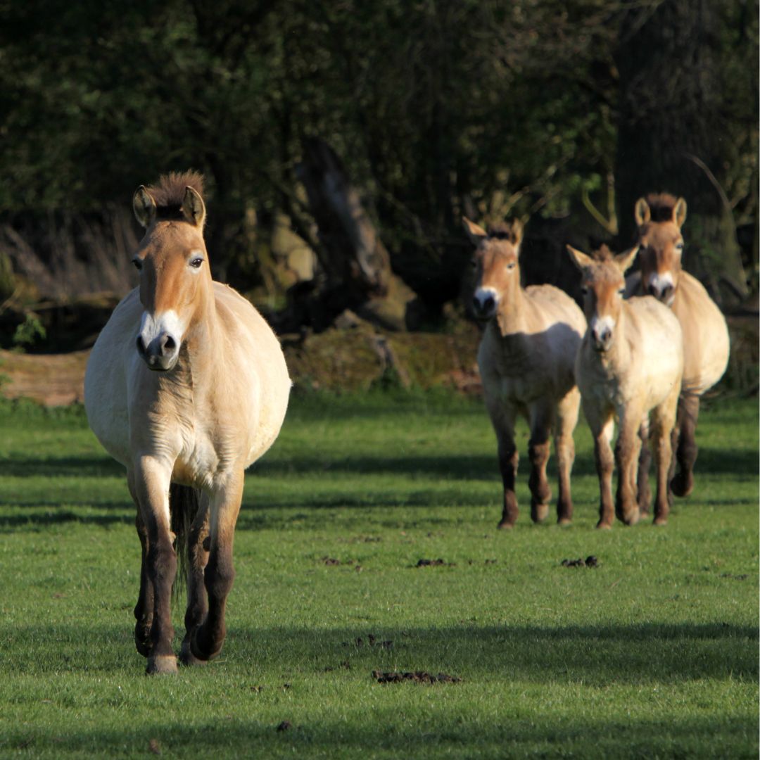 Reis met kinderen - Ausflugsziel ist: ein Tierpark - Wildpferdgehege und Haustierpark Liebenthal