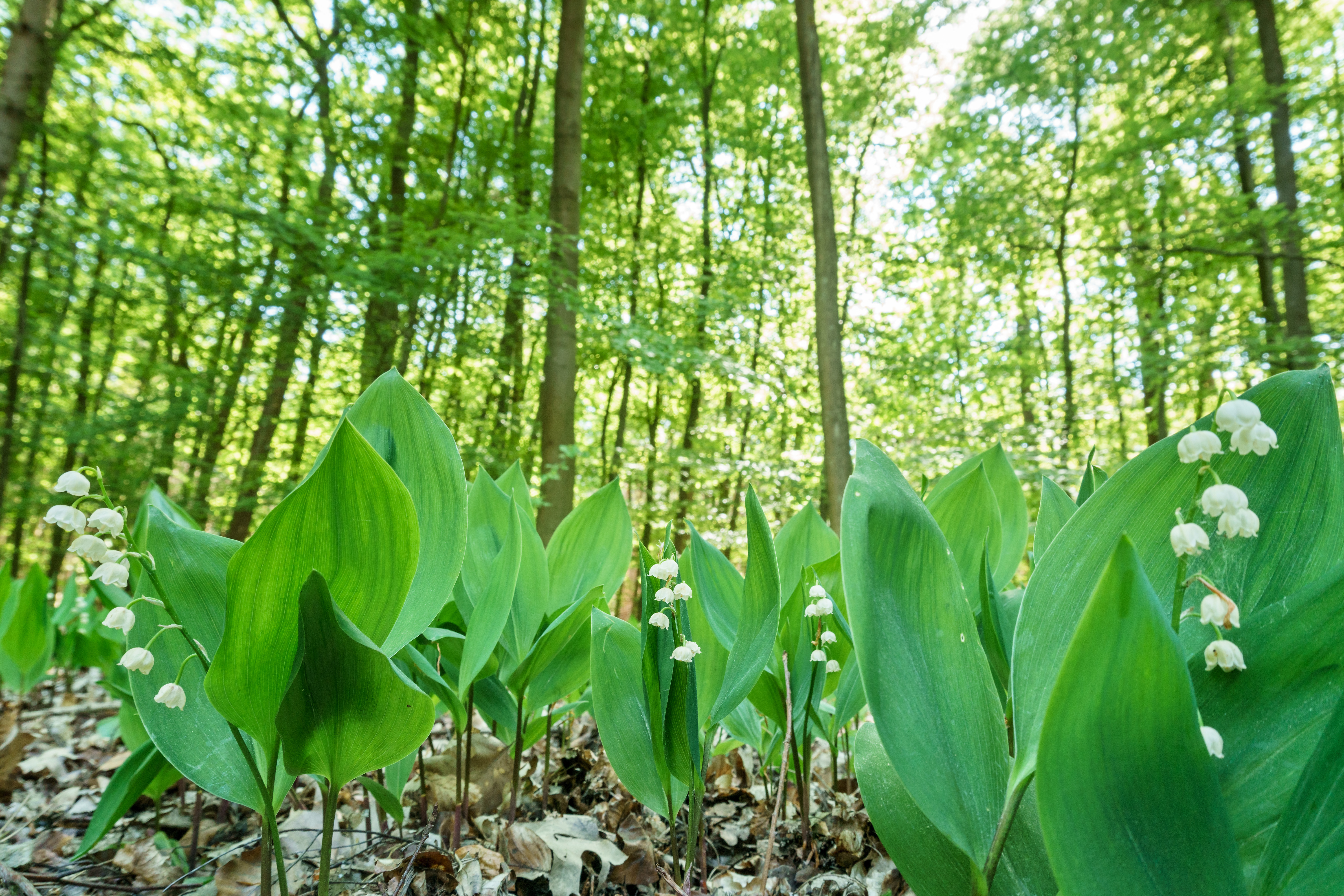 Ausflugsziel: Der Barfußpark Beelitz-Heilstätten