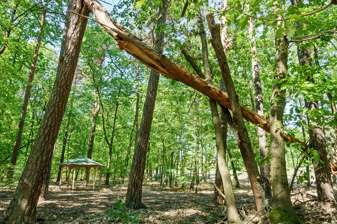 Ausflugsziel: Der Barfußpark Beelitz-Heilstätten