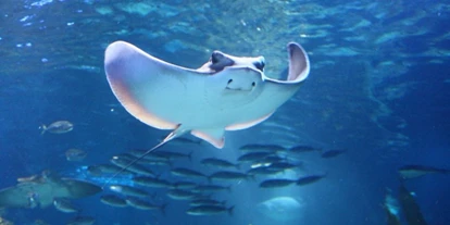 Viaggio con bambini - Potsdam - SEA LIFE Berlin
