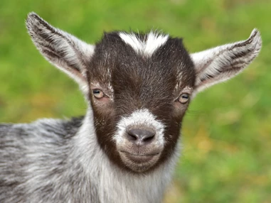 Ausflugsziel: Tierhof Alt-Marzahn