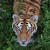 Ausflugsziel - Sibirischer Tiger - Zoo Eberswalde