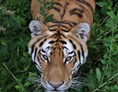 Ausflugsziel: Sibirischer Tiger - Zoo Eberswalde