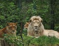 Ausflugsziel: Afrikanische Löwen - Zoo Eberswalde