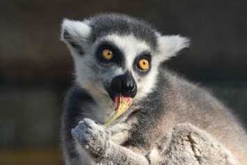 Ausflugsziel: Lemur Katta - Zoo Eberswalde