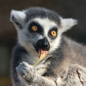 Ausflugsziel: Lemur Katta - Zoo Eberswalde
