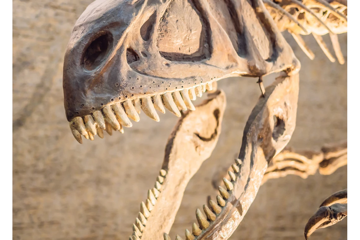 Ausflugsziel: Symbolbild für Ausflugsziel Senckenberg Naturmuseum. Keine korrekte oder ähnlich Darstellung! - Senckenberg Naturmuseum