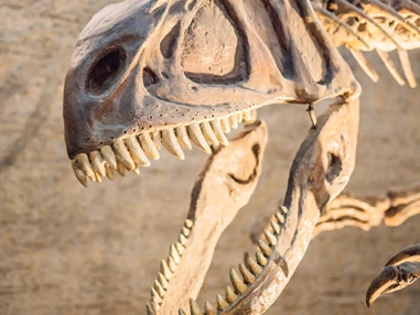 Ausflugsziel: Senckenberg Naturmuseum