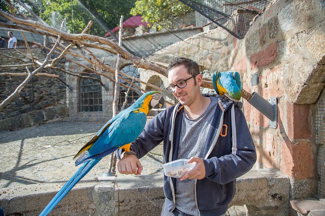 Ausflugsziel: Besucher der Vogelburg können direkten Kontakt zu den Papageien in den großen Freiflugvolieren haben. - Vogelburg