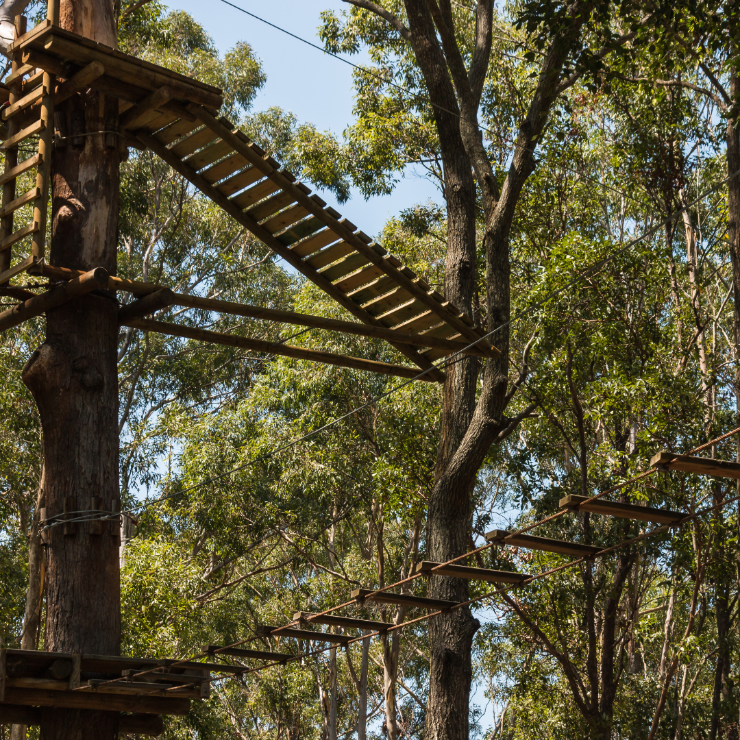 Ausflug mit Kindern - Alter der Kinder: 6 bis 10 Jahre - Hessen - Baumkronenweg Edersee