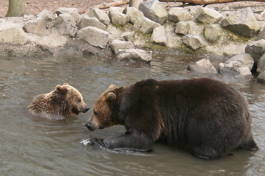 Ausflugsziel: Braunbärenpaar Balu und Onni - Naturzentrum Wildpark Knüll