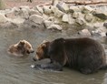 Ausflugsziel: Braunbärenpaar Balu und Onni - Naturzentrum Wildpark Knüll