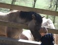 Ausflugsziel: Wildpferd auf Kuschelkurs - Naturzentrum Wildpark Knüll