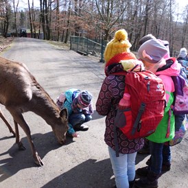 Ausflugsziel: Hirschkuh auf Tuchfühlung mit Besuchern - Naturzentrum Wildpark Knüll
