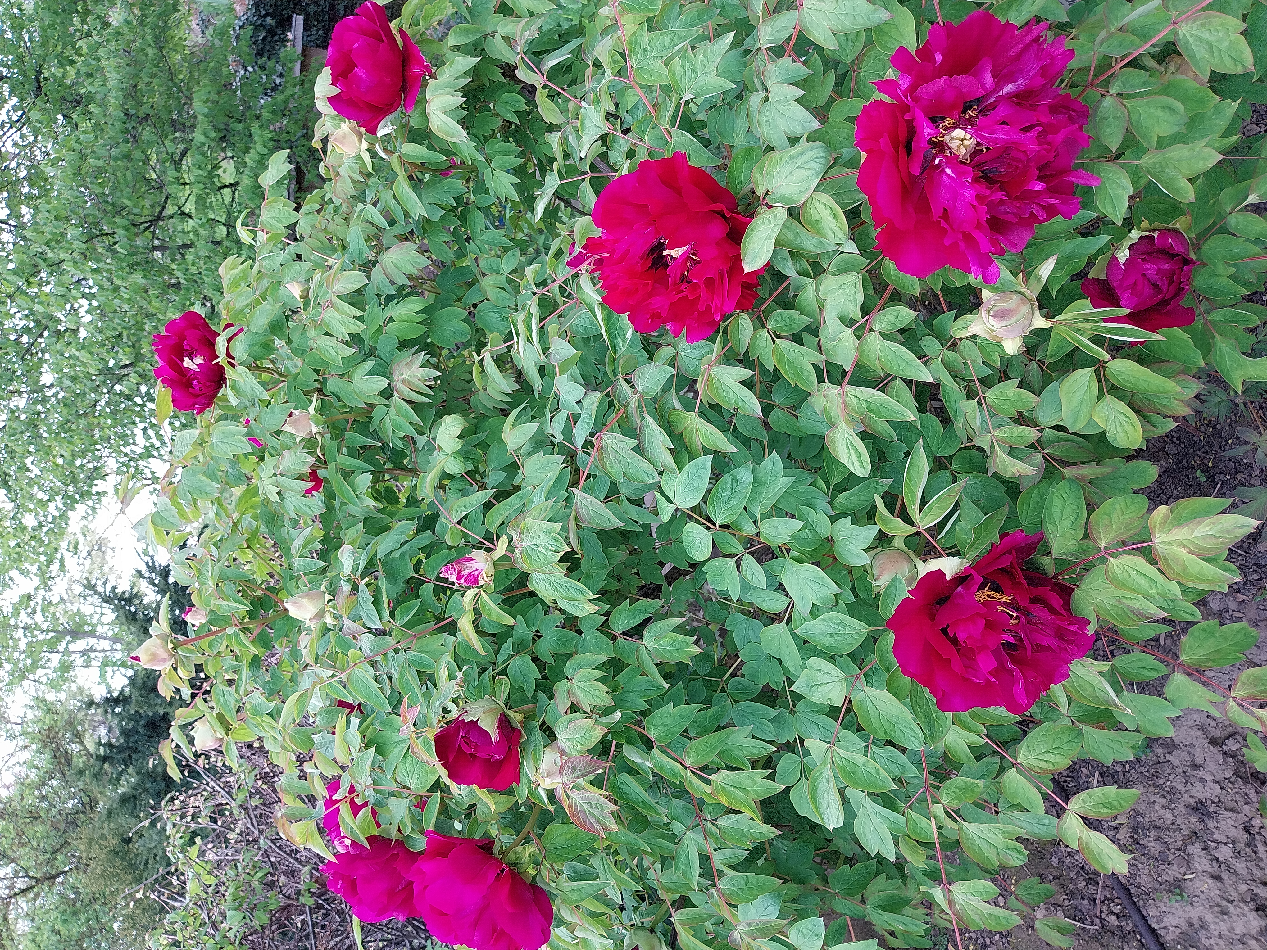 Ausflug mit Kindern - Mainz - Kloster Lorsch