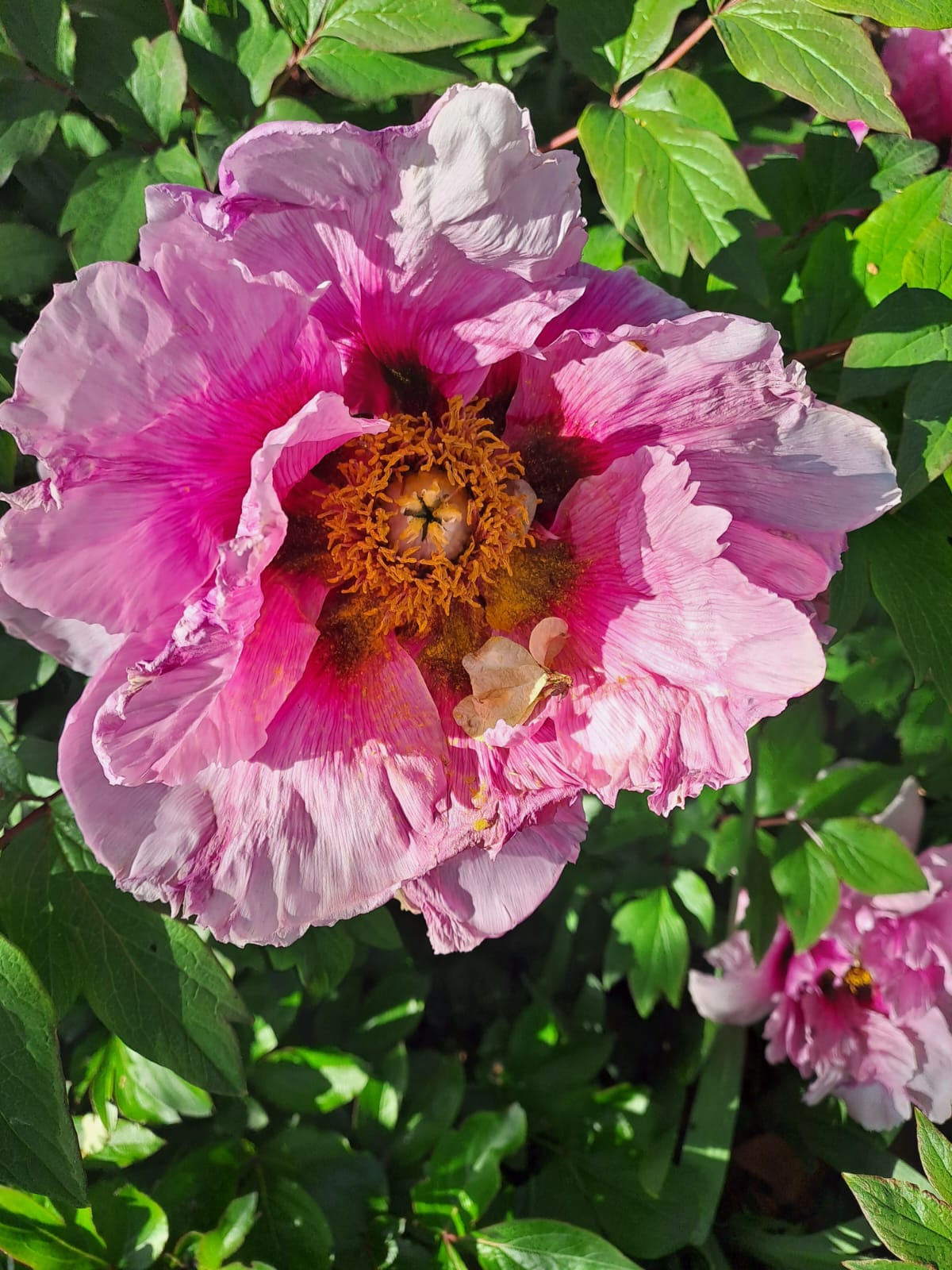 Ausflug mit Kindern - Mainz - Kloster Lorsch