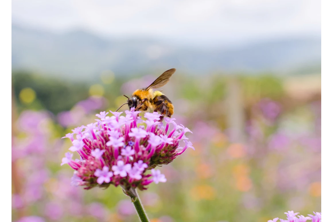 Ausflugsziel: Lebendiges Bienenmuseum Knüllwald