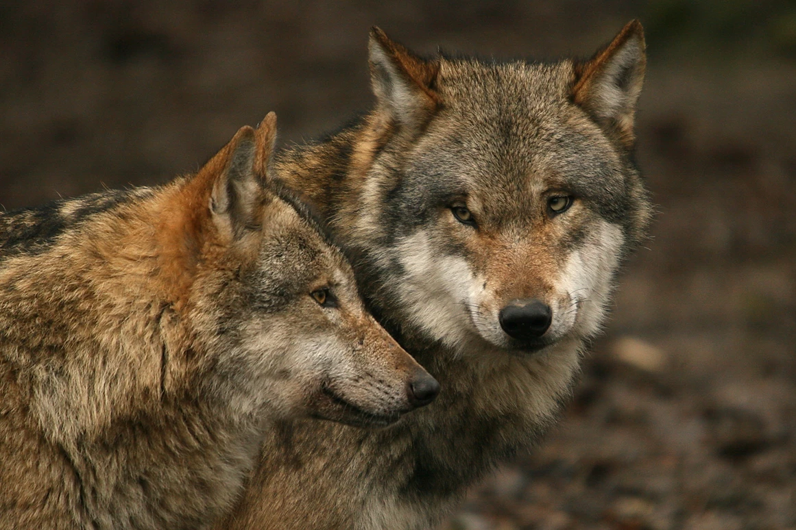 Ausflugsziel: Tierpark Sababurg