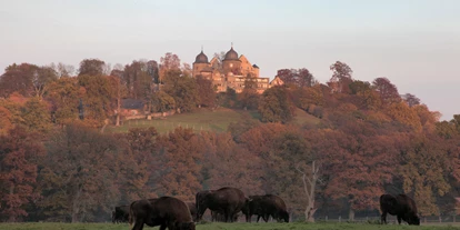 Ausflug mit Kindern - Nordhessen - Tierpark Sababurg