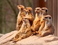 Ausflugsziel: Tierpark Sababurg