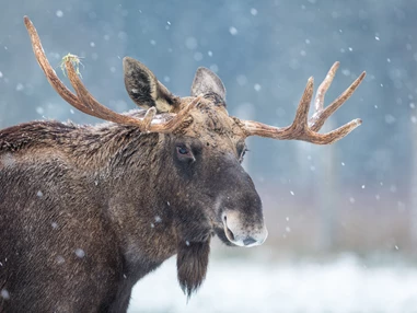 Ausflugsziel: Tierpark Sababurg