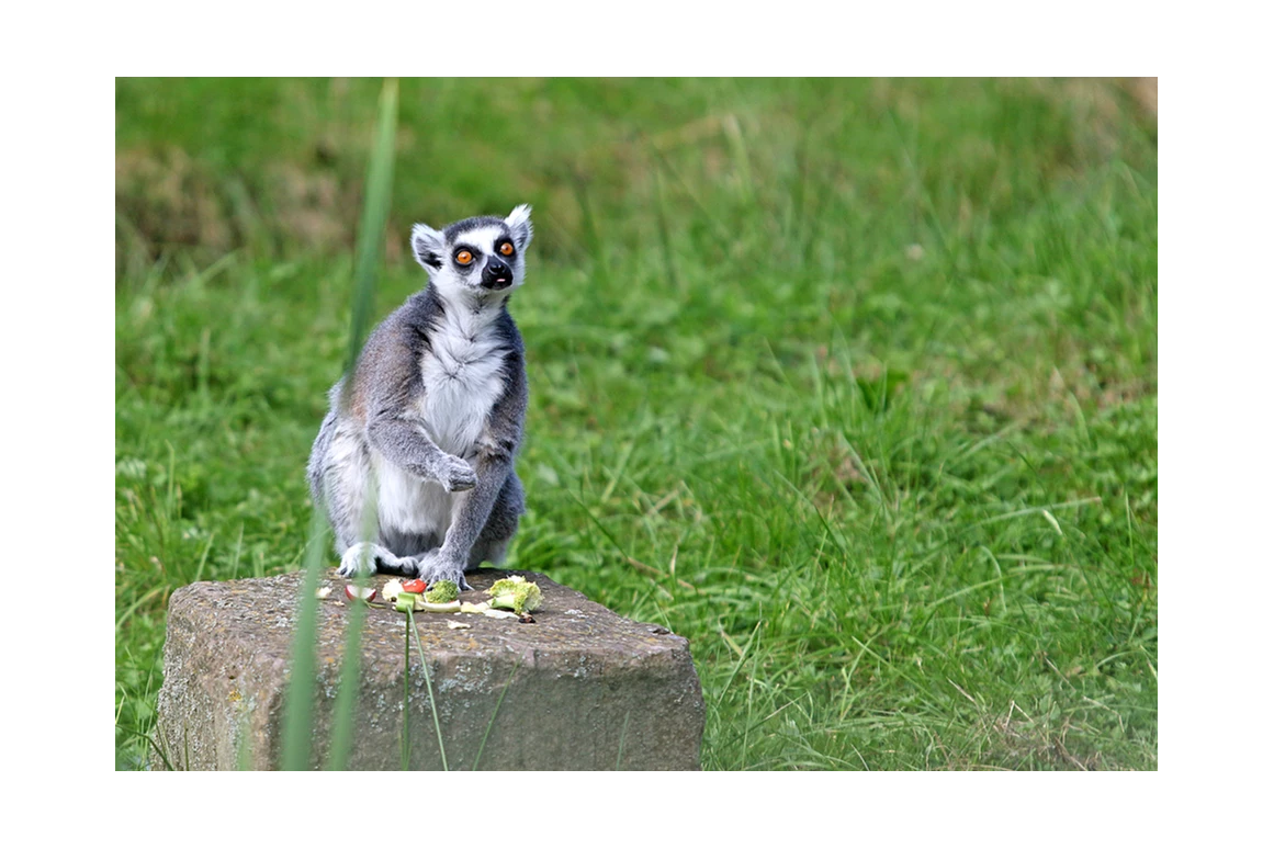 Ausflugsziel: Tierpark Sababurg