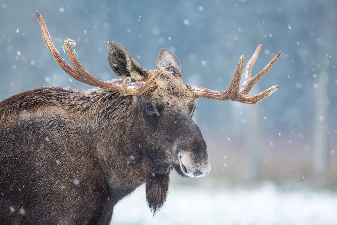 Ausflugsziel: Tierpark Sababurg