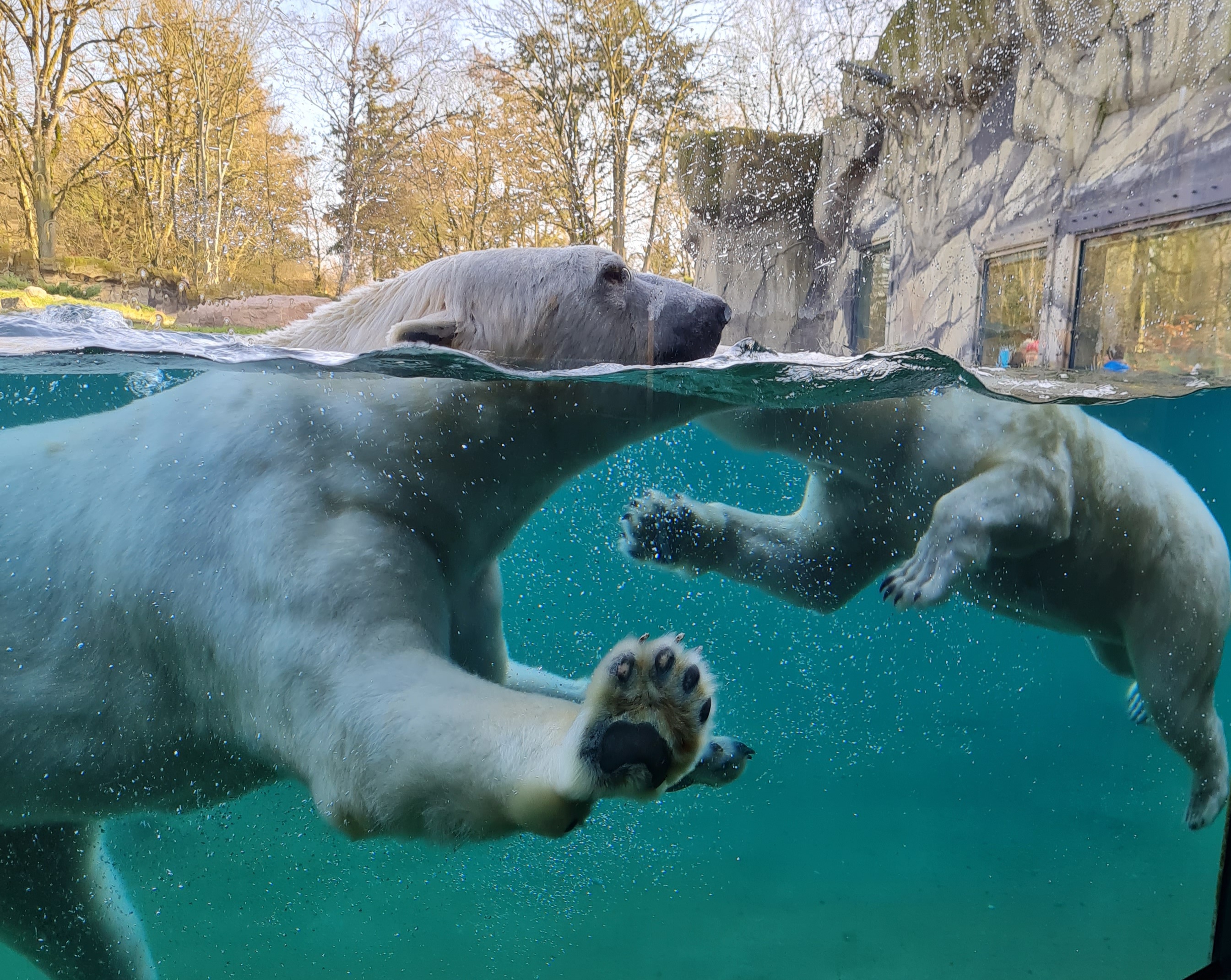 Reis met kinderen - Ausflugsziel ist: ein Zoo - Die Eisbären  - Zoo Rostock