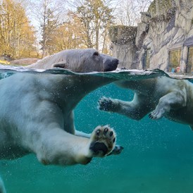 Ausflugsziel: Die Eisbären  - Zoo Rostock