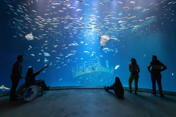 Ausflugsziel: Das Aquarium "Offener Atlantik" bietet einen besonderen Einblick in die Unterwasserwelt - OZEANEUM Stralsund
