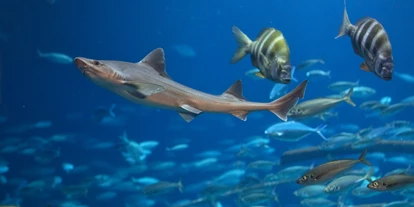Reis met kinderen - Putbus - Das OZEANEUM beherbergt zahlreiche Spezies, wie z.B. Glatthaie - OZEANEUM Stralsund