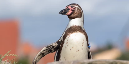 Reis met kinderen - Putbus - Der Pinguin "Alexandra" ist einer von vielen Humboldt-Pinguinen auf der Dachterrasse des OZEANEUMs - OZEANEUM Stralsund