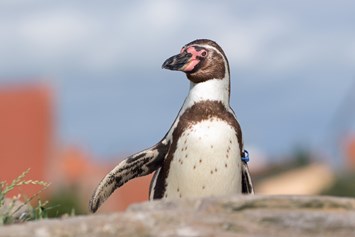 Ausflugsziel: Der Pinguin "Alexandra" ist einer von vielen Humboldt-Pinguinen auf der Dachterrasse des OZEANEUMs - OZEANEUM Stralsund