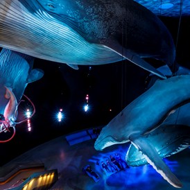 Ausflugsziel: Die Ausstellung "1:1 Riesen der Meere" zeigt lebensechte Modelle einiger der größten Meeresbewohner - OZEANEUM Stralsund