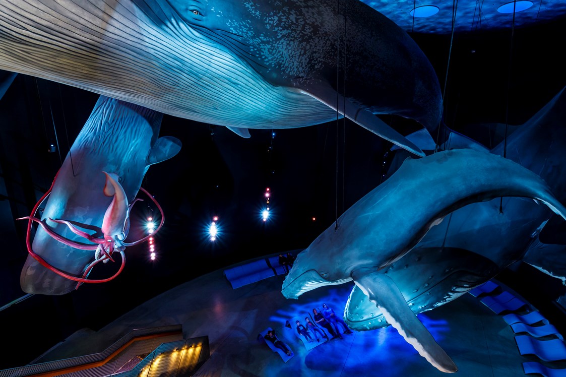 Ausflugsziel: Die Ausstellung "1:1 Riesen der Meere" zeigt lebensechte Modelle einiger der größten Meeresbewohner - OZEANEUM Stralsund