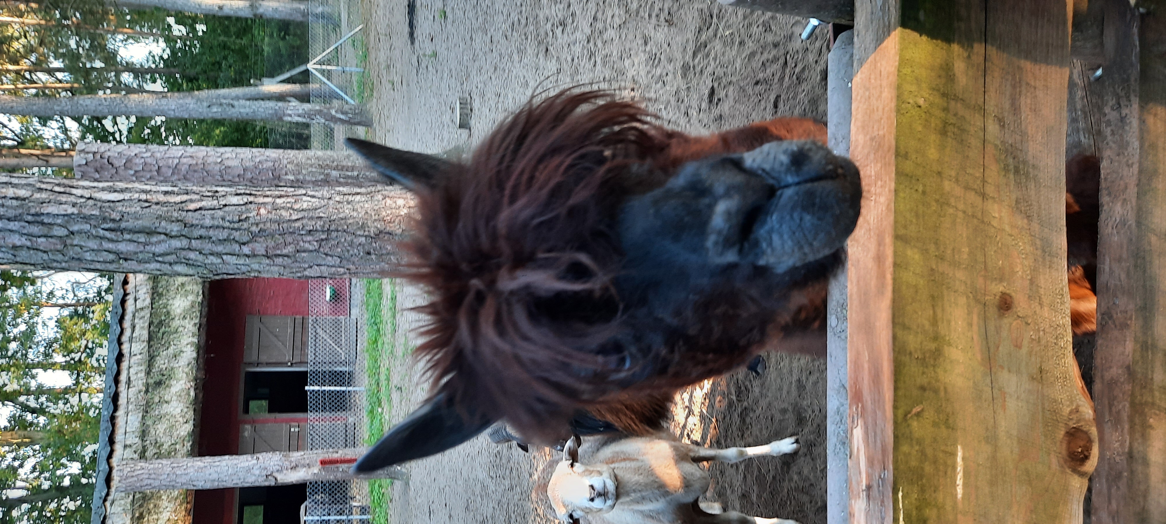 Reis met kinderen - Alter der Kinder: 4 bis 6 Jahre - Mecklenburg-Vorpommern - Tierpark Ueckermünde