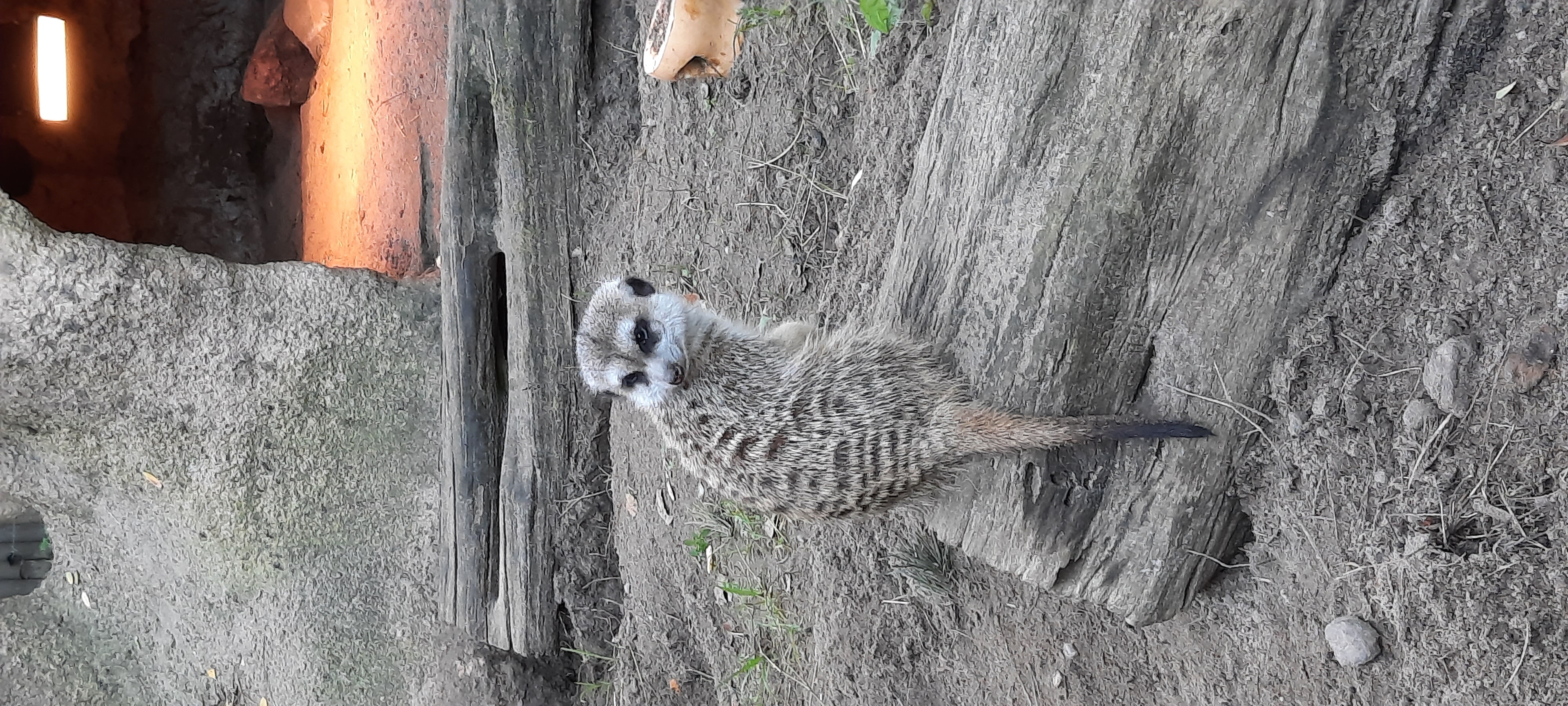 Reis met kinderen - Alter der Kinder: 4 bis 6 Jahre - Mecklenburg-Vorpommern - Tierpark Ueckermünde