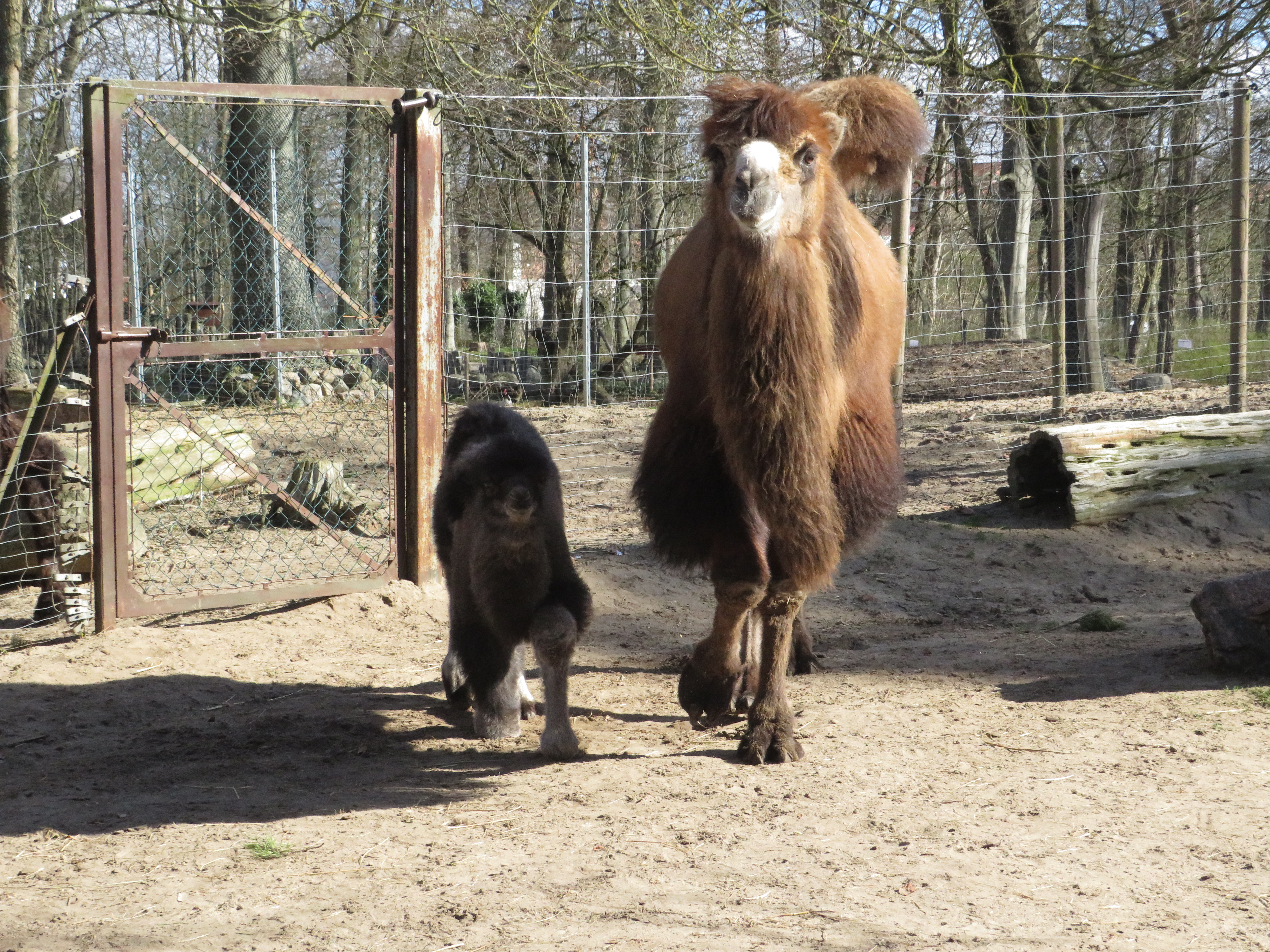 Ausflugsziel: Da ich monatlich im Tierpark bin, gelingen mir das ganze Jahr über Schnappschüsse. So wie dieser hier: Nachwuchs bei den Trampeltieren
 - Tierpark Ueckermünde
