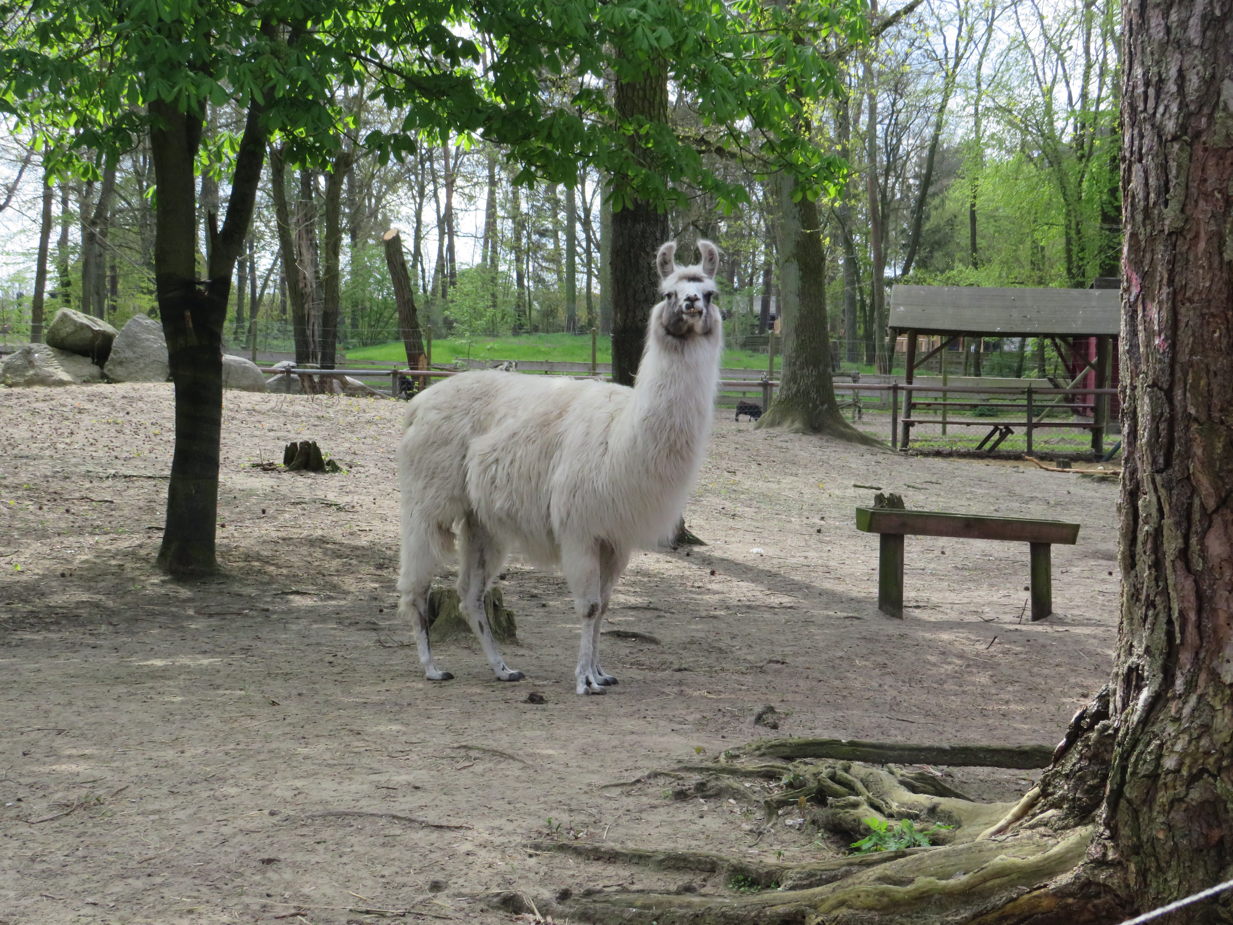 Ausflugsziel: Lama mit ordentlich viel Wolle
 - Tierpark Ueckermünde