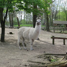 Ausflugsziel: Lama mit ordentlich viel Wolle
 - Tierpark Ueckermünde