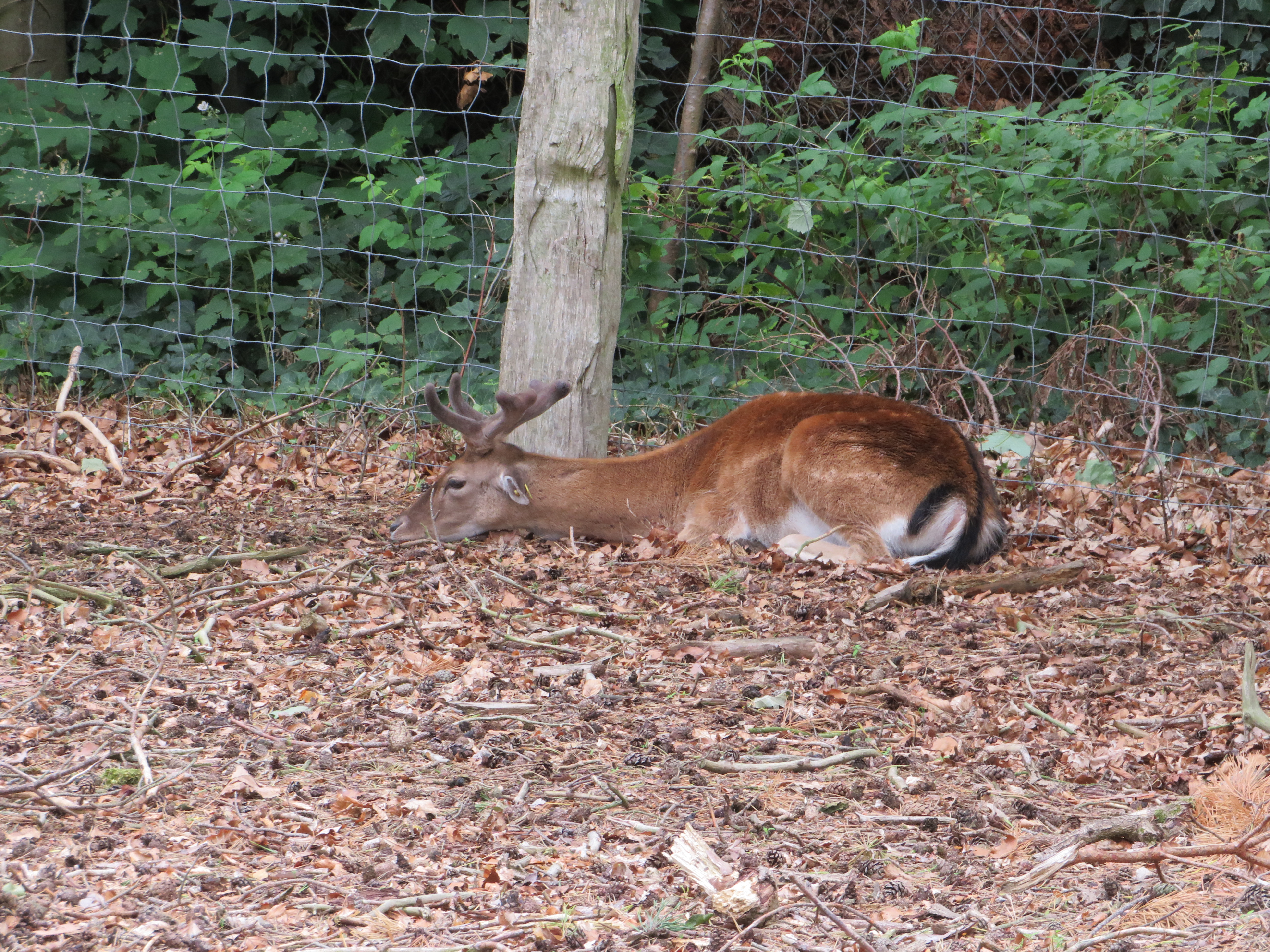 Ausflugsziel: Damhirsch beim Chillen - Tierpark Ueckermünde