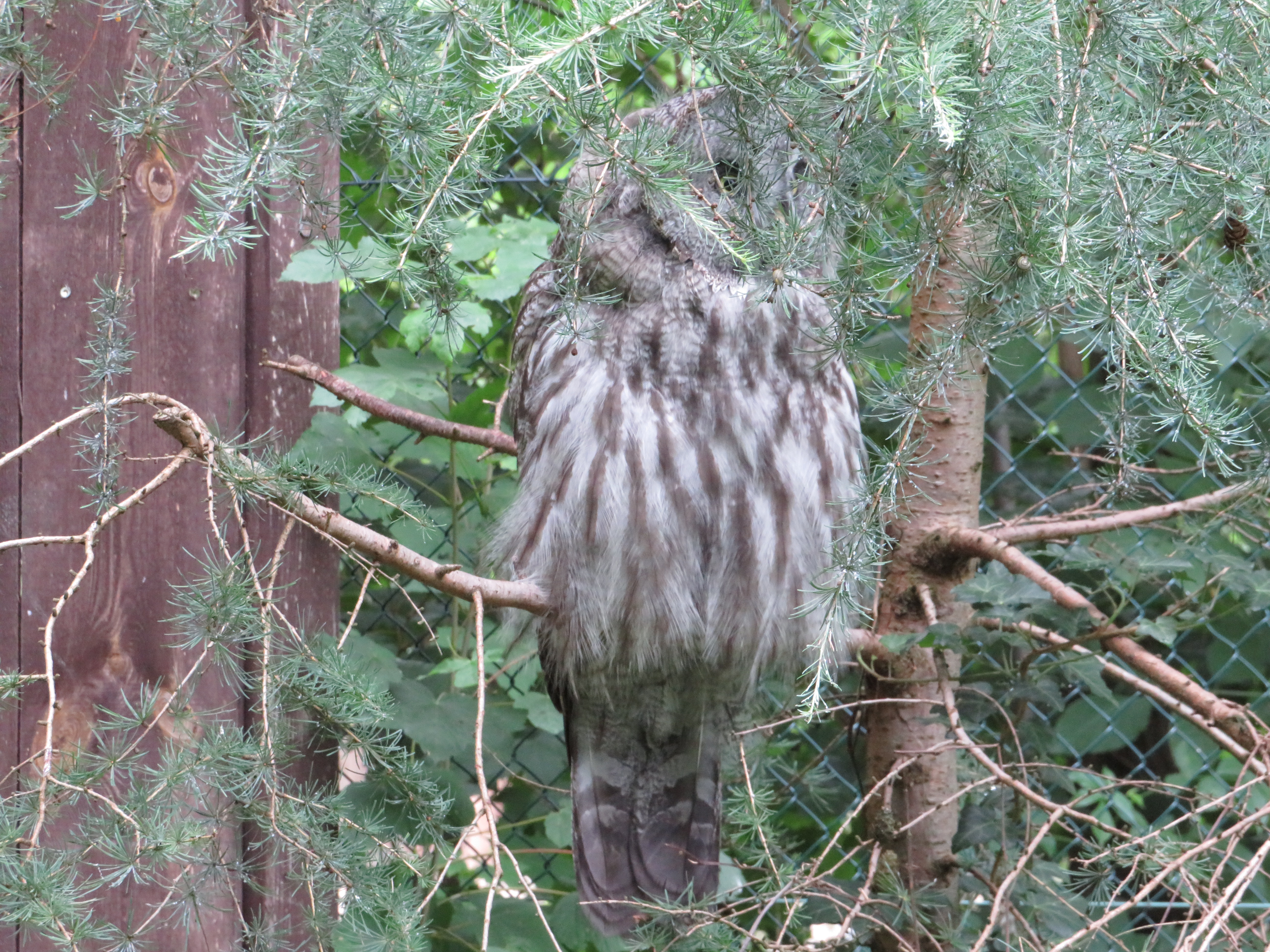 Ausflugsziel: Bartkauz in seinem Versteck
 - Tierpark Ueckermünde