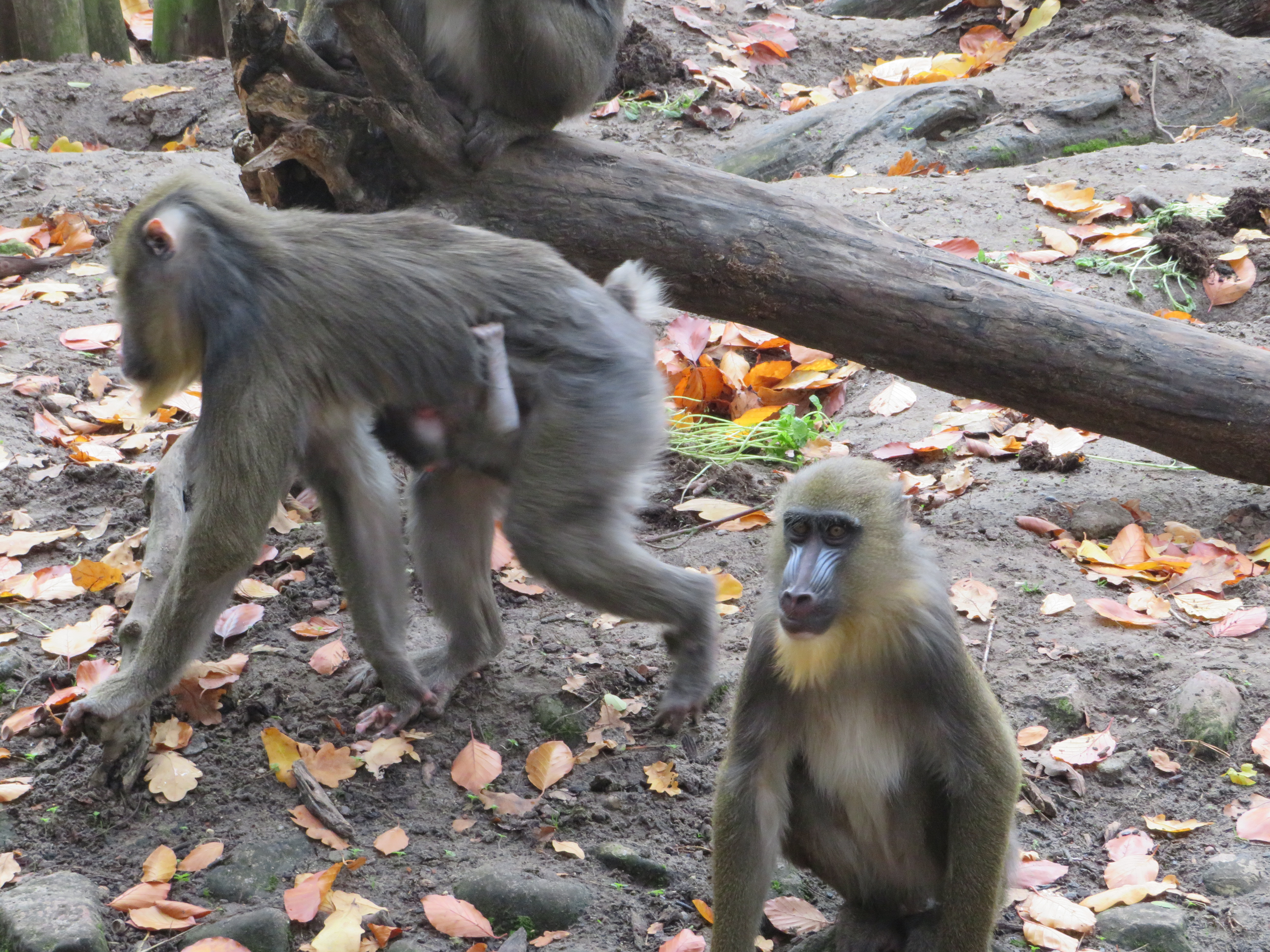 Ausflugsziel: Nachwuchs bei den Mandrills
 - Tierpark Ueckermünde